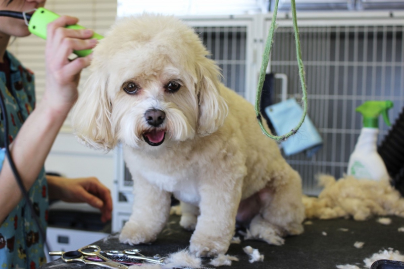 veterinaire-LA ROQUETTE SUR SIAGNE-min_white_dog_grooming_pet_pet_grooming_salon_groomer_fur-678977